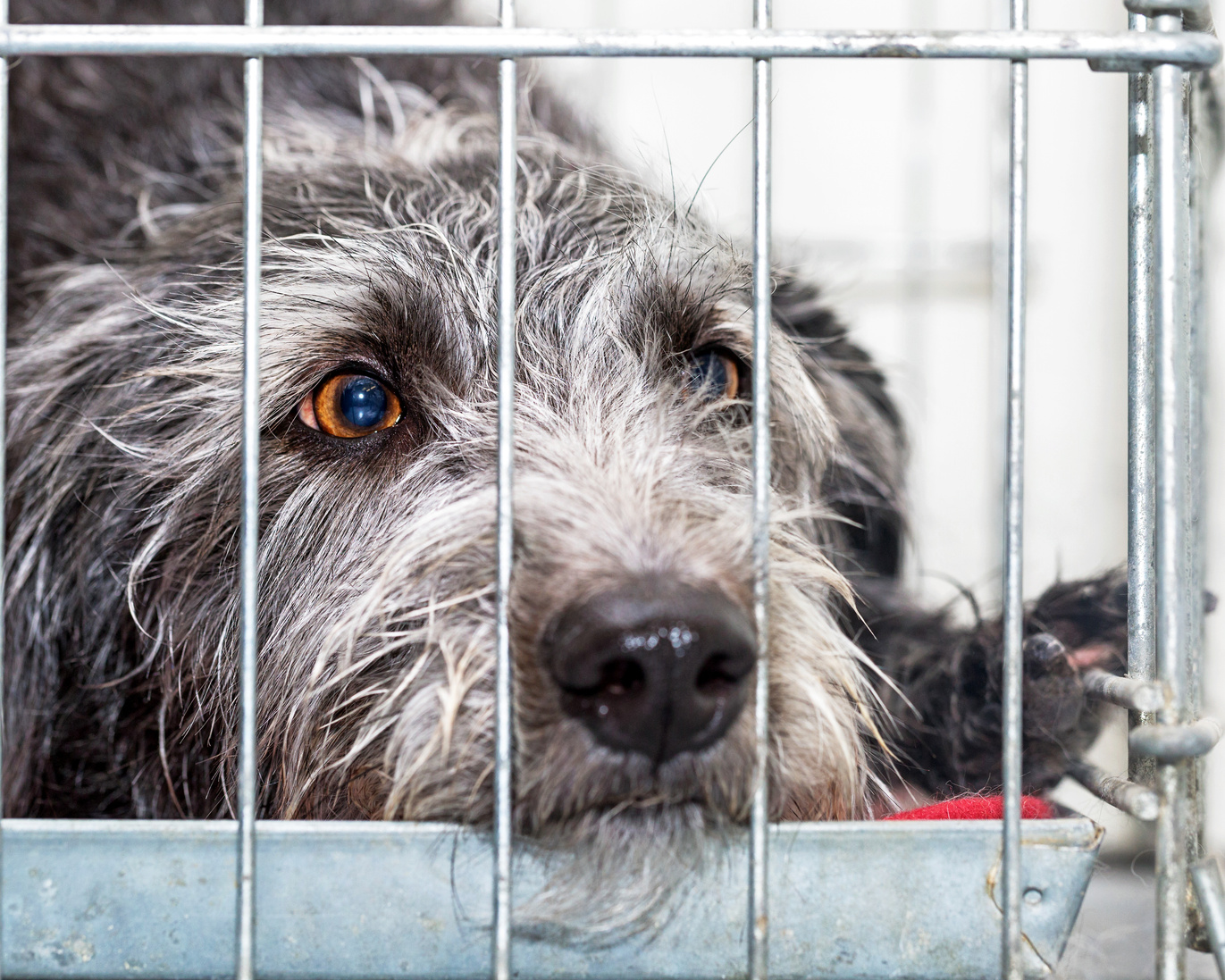 Sad Rescue Dog Lying in Wire Cage